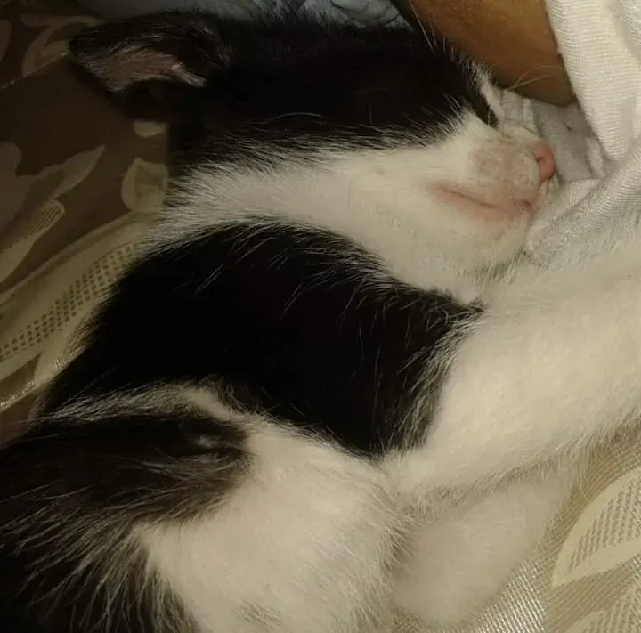 Melody C. 3