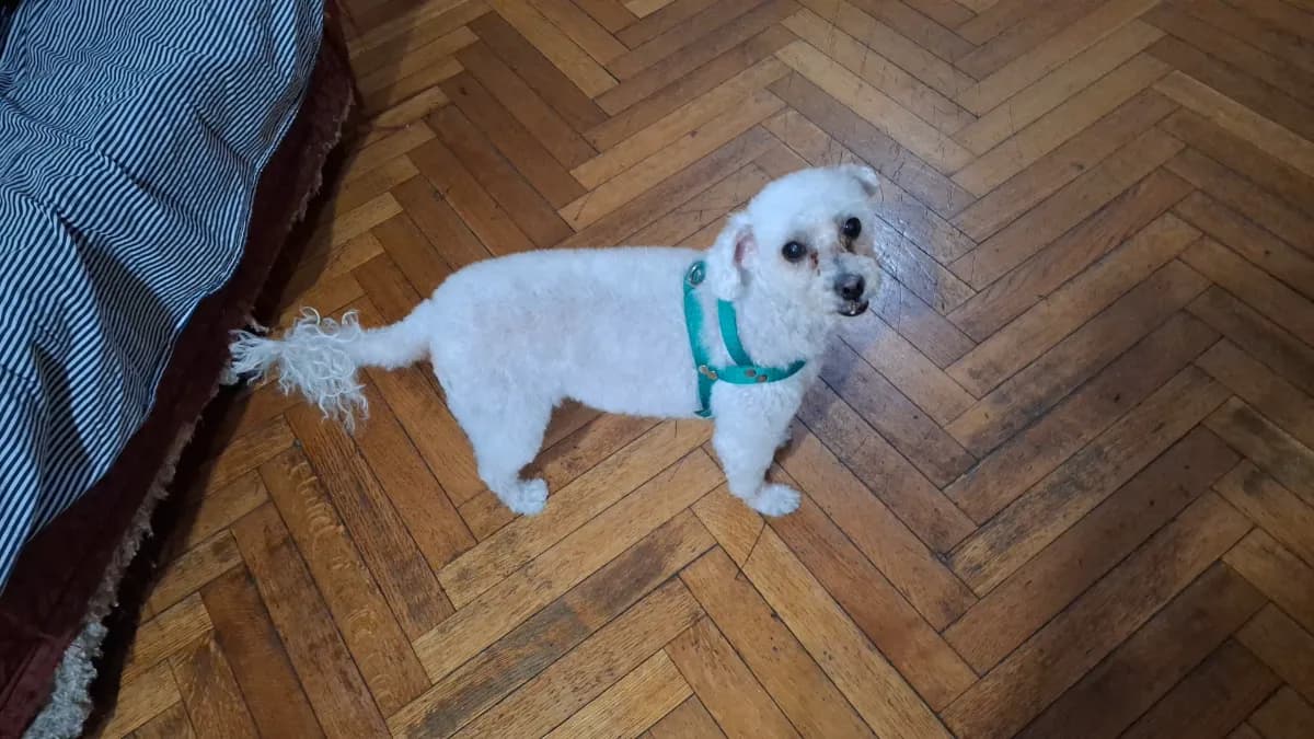 Romina A.
